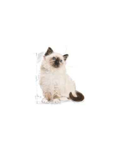 Royal Canin Kitten Kitten Food 2 Kg Fastpati - Buy Online on GoSupps.com