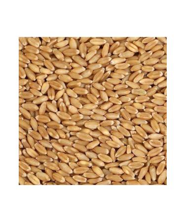 Akgun Agriculture Wheat 5 Kg