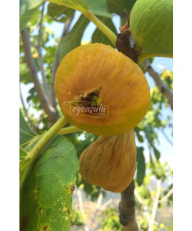 AEGEAN STYLE New Season 1st Quality Dried Figs from the Aegean - 1 Kg - Special Ayd n Mountain Fig - Buy Online on GoSupps.com