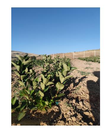 Alparonya Aronia Dried Fruit 1000 gr - Buy Online on GoSupps.com