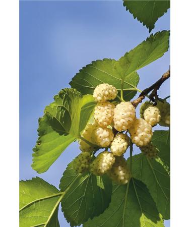 Malatya Market Mulberry Molasses Jar 340 Gr - Buy Online on GoSupps.com