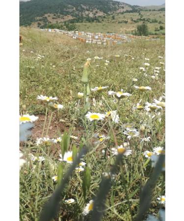 OZMU HONEY Sivas Ozmu Frame Lath Honeycomb 3.6-4kg - Buy Online on GoSupps.com