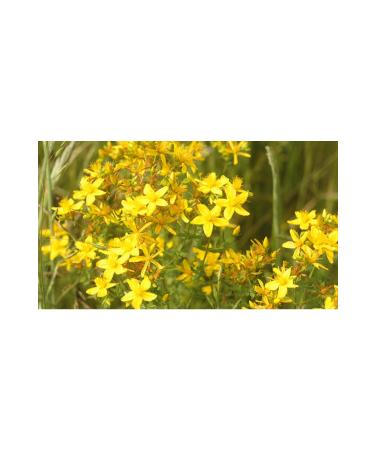 Organic Basket Market St. John's Wort Oil 1 L Glass Bottle - Buy Online on GoSupps.com