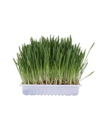 Cat Grass 100gr 440120