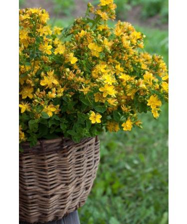 RETURN TO THE AEGEAN Traditional Pure St. John's Wort Oil - 100 Ml. (drinkable and spreadable - Massage - Skin Care) - Buy Online on GoSupps.com