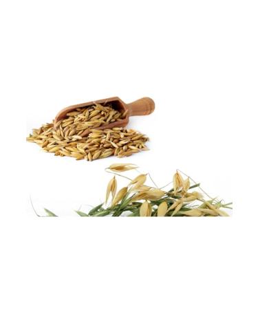 Do alsan Tar m Oat 5 Kg Grain Oat Natural Oat No Additive Oat Seed