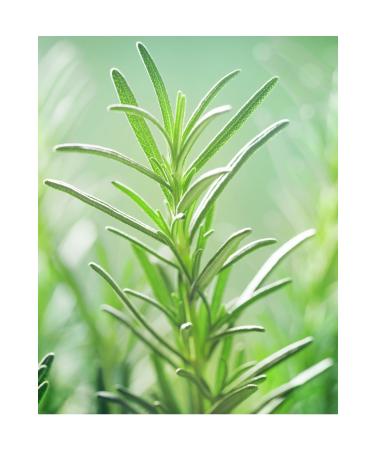 Goya Botanicals Rosemary Hydrosol 100 Ml - Buy Online on GoSupps.com