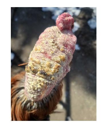 VERMX TR Set of 3 Temre Sugar and External Flowers for Indian Roosters