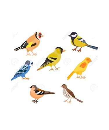 Bereketlimama Mixed Canary Bird Food -Special Mix- 5 Kg - Buy Online on GoSupps.com