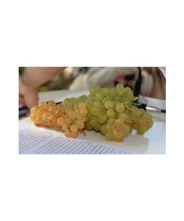 Mediterranean Local Grape Molasses Bubble 1kg