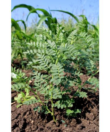 CAPPADOCIA Additive-Free Gluten-Free Stone Mill Chickpea Flour 1 Kg - Buy Online on GoSupps.com