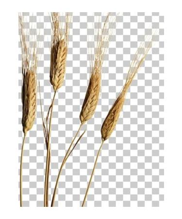 CAPPADOCIA Heirloom Einkorn Flour 2kg - Buy Online on GoSupps.com