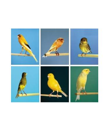 Bereketlimama Mixed Canary Bird Food -Special Mix- 5 Kg - Buy Online on GoSupps.com