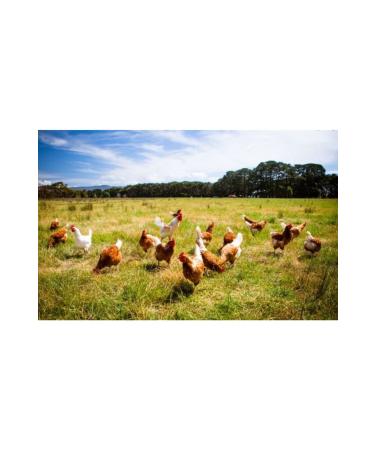 Bereketlimama Special Mixed Free Range Chicken Feed - 11 Types - 10 Kg - Buy Online on GoSupps.com