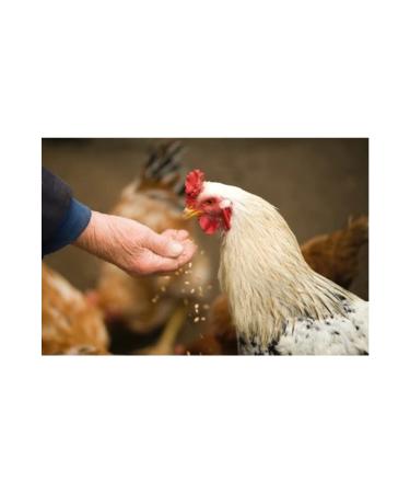 Bereketlimama Special Mixed Free Range Chicken Feed - 11 Types - 10 Kg - Buy Online on GoSupps.com