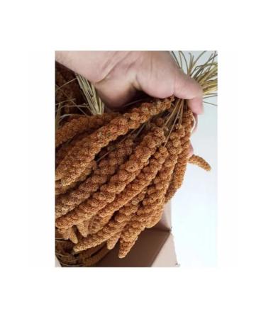 Getreide Red Millet 1 Kg