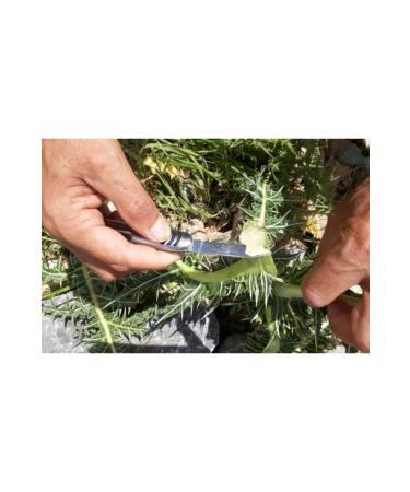 ORGANIC BAH EM Natural Acanthus Gum 20 pieces - Buy Online on GoSupps.com