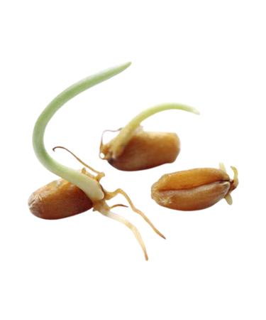 CAPPADOCIA Sprouted Wheat Flour 1 Kg - Buy Online on GoSupps.com