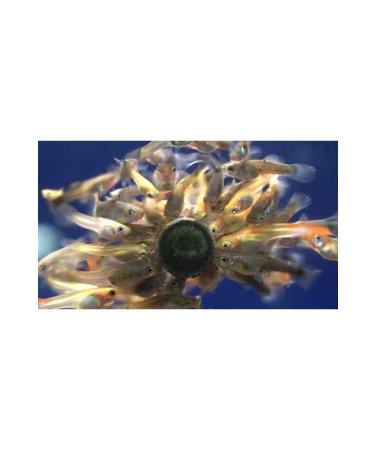 Ozpati Sera Glass Sticking Tablet Food for Aquarium Fish 50 Pieces (Spirulina Nature) - Buy Online on GoSupps.com