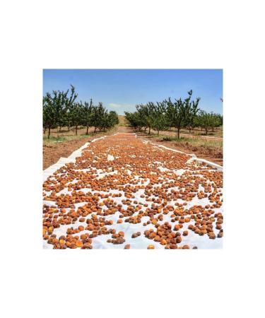 Our Region Natural Sun Dried Malatya Apricots 1 Kg