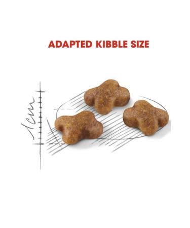 Royal Canin Kitten Dry Cat Food 4 Kg - FarmaPets - Buy Online on GoSupps.com