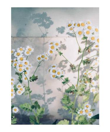 abtira Chamomile | Pure Chamomile Water - Buy Online on GoSupps.com