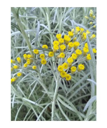 abtira Immortelle | Pure Immortelle Water - Buy Online on GoSupps.com