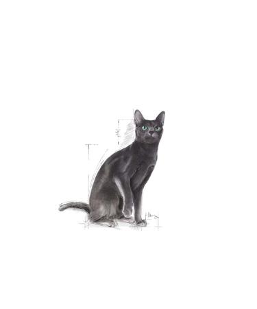 Royal Canin STERILISED 37 -Neutered Cat Food - 2 KG - Buy Online on GoSupps.com
