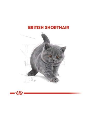 Royal Canin Kitten British Shorthair Kitten Cat Food 2 Kg - Buy Online on GoSupps.com