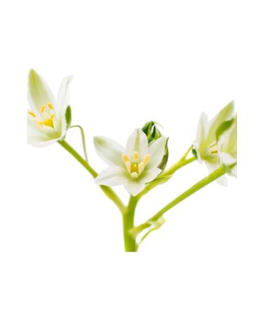 L'anza Healing Colorcare Anti-Fade Protective Conditioner (Cruelty-free 8.5floz) ECBeauty!Q347