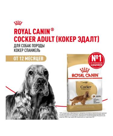 ROYAL CANIN Dog food dry Cocker Cocker Spaniel 3 kg - Buy Online on GoSupps.com