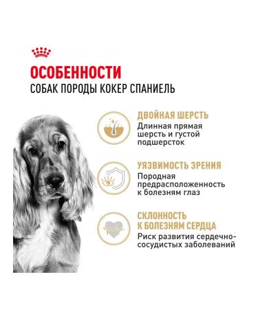 ROYAL CANIN Dog food dry Cocker Cocker Spaniel 3 kg - Buy Online on GoSupps.com