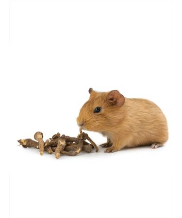 Herbs of the Crimean Mountains Dandelion roots for rodents 50 g - Buy Online on GoSupps.com