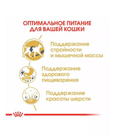 ROYAL CANIN Cat food dry siamese 2 kg - Buy Online on GoSupps.com