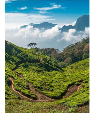 Gutenberg Tea drink berry collection 100 g aroma with herbal additives - Buy Online on GoSupps.com