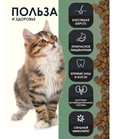 Gina Dry food for pregnant women feeding cats and kittens 1 kg - Buy Online on GoSupps.com