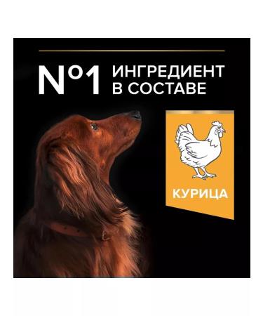 PRO PLAN Dry food EVERYDAY NUTRITION for small dogs chicken 0.7 kg - Buy Online on GoSupps.com