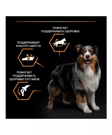 PRO PLAN Dog food dry Medium for medium breeds chicken 14 kg - Buy Online on GoSupps.com