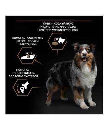 PRO PLAN Duo Delice dog food for medium and large rocks 10 kg - Buy Online on GoSupps.com