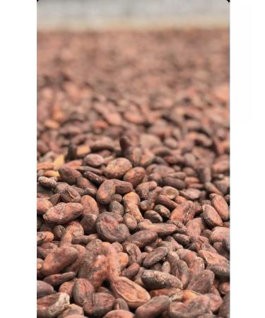Cacao Pepa de Oro Cocoa Bobs raw selected Arriba Nacional Ecuador 500g - Buy Online on GoSupps.com