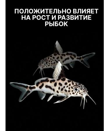 Dragon Food for fish of aquarium bottom species - Buy Online on GoSupps.com