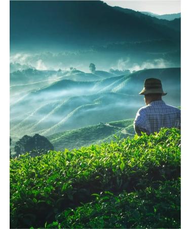 Gutenberg Black tea with cloth aroma 500 g with berries additives - Buy Online on GoSupps.com