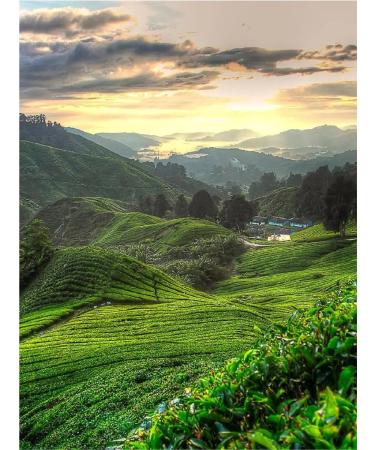 Gutenberg Leaf tea those guagin Mao Elite Vilest Krab 500g - Buy Online on GoSupps.com