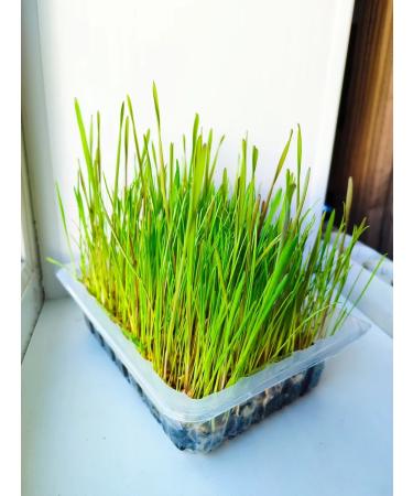 Sadovita Grass for cats for animals for germination seeds 0.5 kg - Buy Online on GoSupps.com
