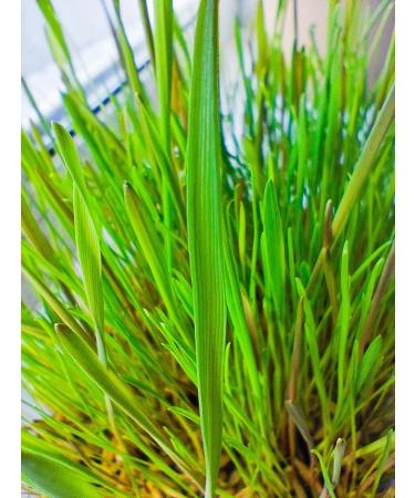 Sadovita Grass for cats for animals for germination seeds 0.5 kg - Buy Online on GoSupps.com