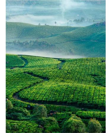 Gutenberg Ju Puer tea with lotus pressed mini -saportion 500g - Buy Online on GoSupps.com