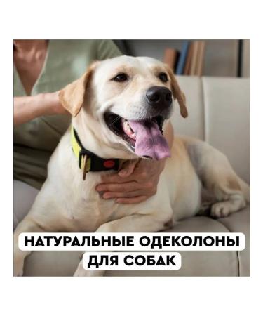 Men For San Premium tint shampoo for white dogs 300 ml on  - Buy Online on GoSupps.com