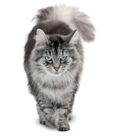 SECRET FOR PETS Vitamins a treat for kittens with calcium taurine chicken 60 sh - Buy Online on GoSupps.com
