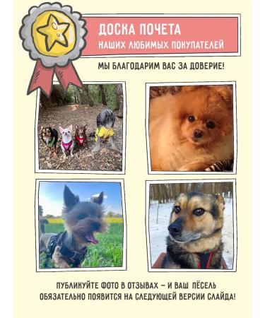 Zillii Feed for dogs dry 2 kg fish - Buy Online on GoSupps.com