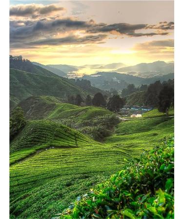 Gutenberg Green Tea thwan yin autumn gathering 500 g Chinese oolun - Buy Online on GoSupps.com